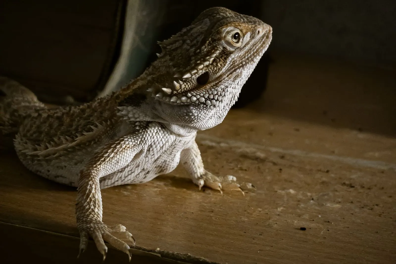 Finding Reptile Care While Traveling